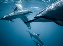 视频直播-开云体育竞猜：在热爱与理性之间点亮每一次比赛